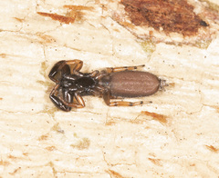 Holoplatys planissima