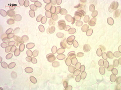 Deconica crobula