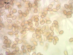 Deconica crobula