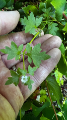 Nemophila parviflora, photograph (c) Michele Karmartsang, some rights reserved (CC BY)