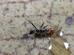 Iridomyrmex rubriceps