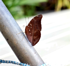 Doleschallia bisaltide australis