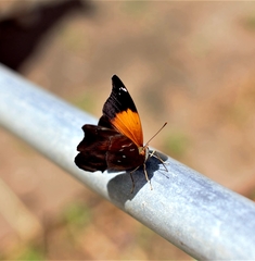 Doleschallia bisaltide australis