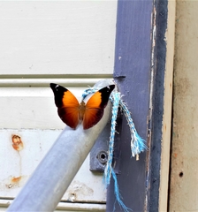 Doleschallia bisaltide australis