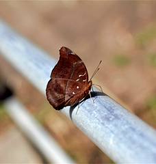 Doleschallia bisaltide australis