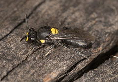 Hylaeus honestus