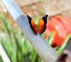 Doleschallia bisaltide australis