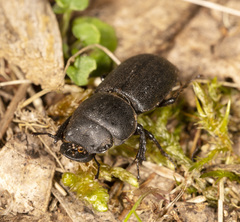 Lissotes curvicornis