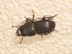 Lissotes curvicornis