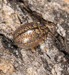 Paropsisterna decolorata