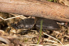 Lissotes curvicornis