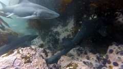 Triakis megalopterus
