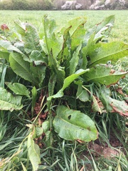 Rumex