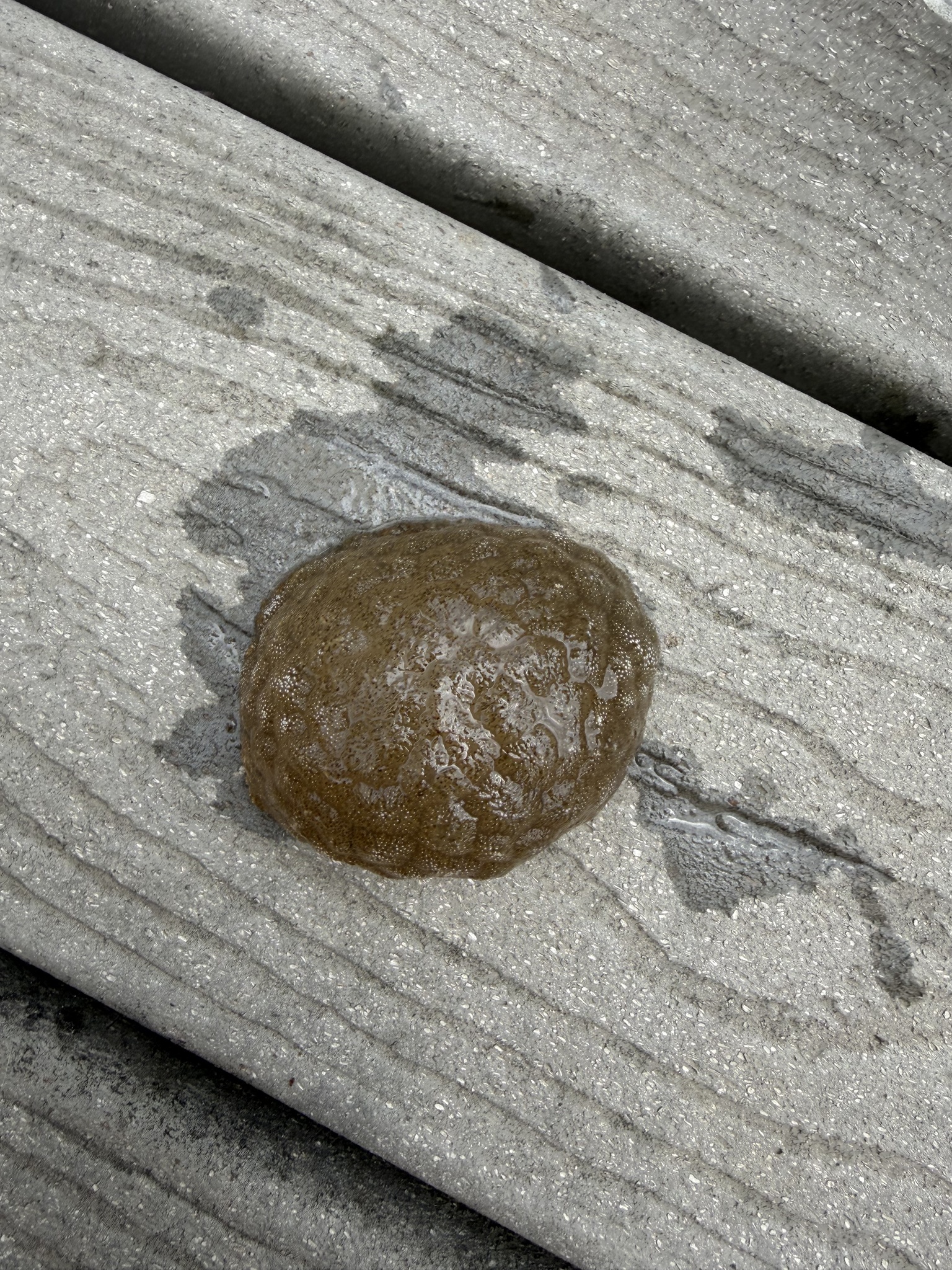 Pectinatella magnifica (Leidy, 1851)