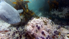 Triakis megalopterus