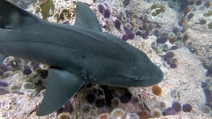 Triakis megalopterus
