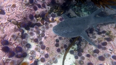 Triakis megalopterus