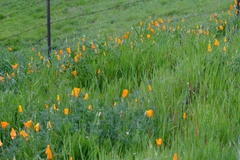 Eschscholzia californica californica
