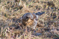 Turdus pilaris