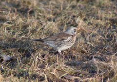 Turdus pilaris