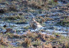 Turdus pilaris