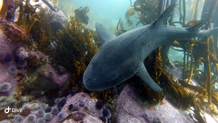Triakis megalopterus