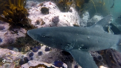 Triakis megalopterus