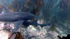 Triakis megalopterus