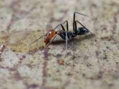 Iridomyrmex rubriceps