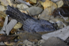 Nyctiphrynus ocellatus