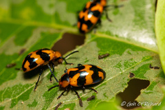 Phyllocharis undulata