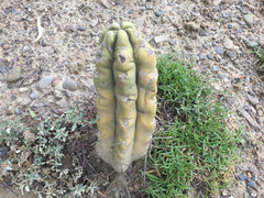 Trichocereus bridgesii