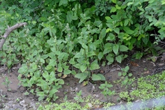 Stachys rigida quercetorum