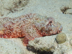 Scorpaenopsis barbata