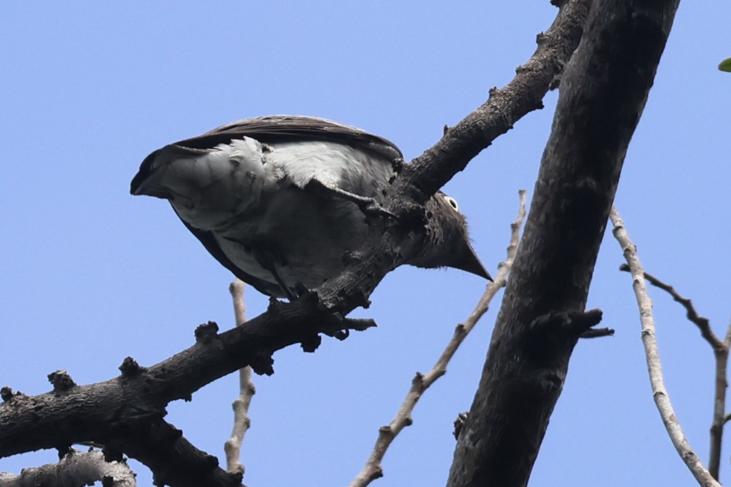 White-winged Cotinga (Xipholena atropurpurea), photo 2