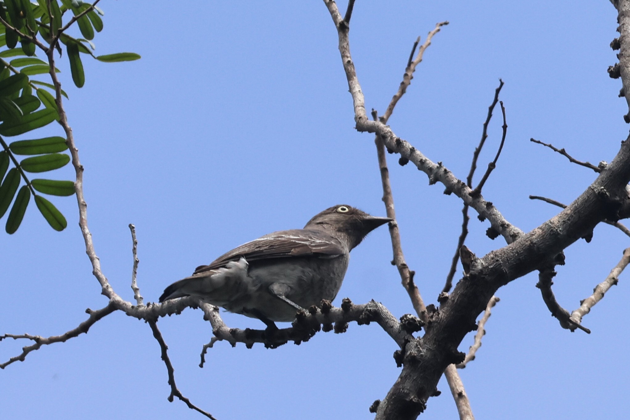 White-winged Cotinga (Xipholena atropurpurea), photo 1