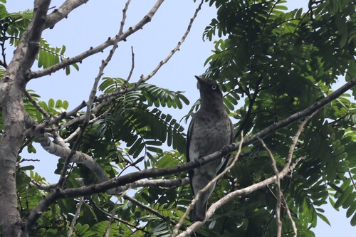 White-winged Cotinga (Xipholena atropurpurea), photo 5