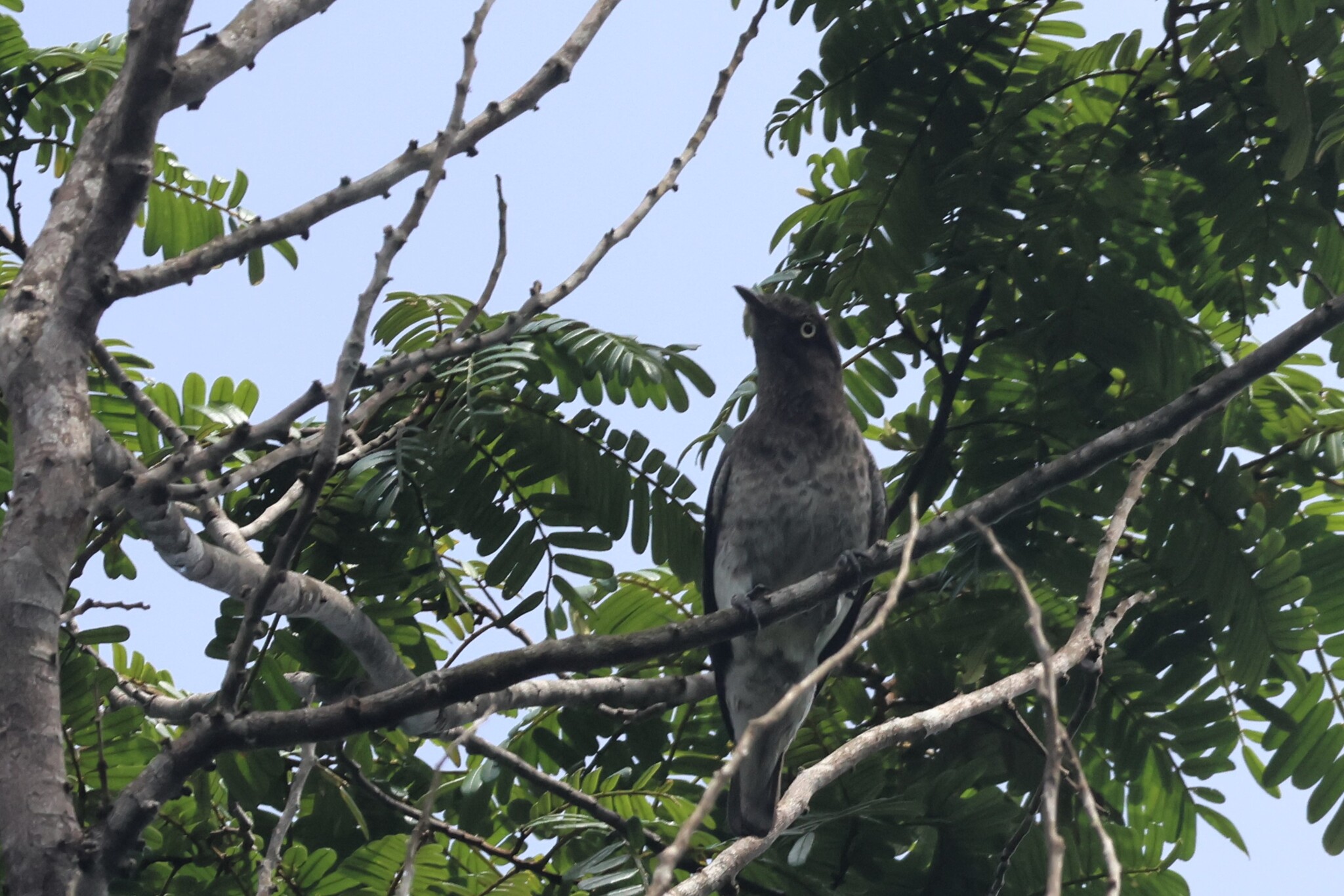 White-winged Cotinga (Xipholena atropurpurea), photo 7