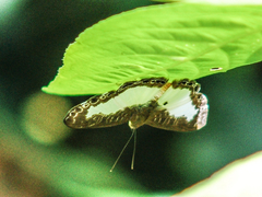 Lemoniadina