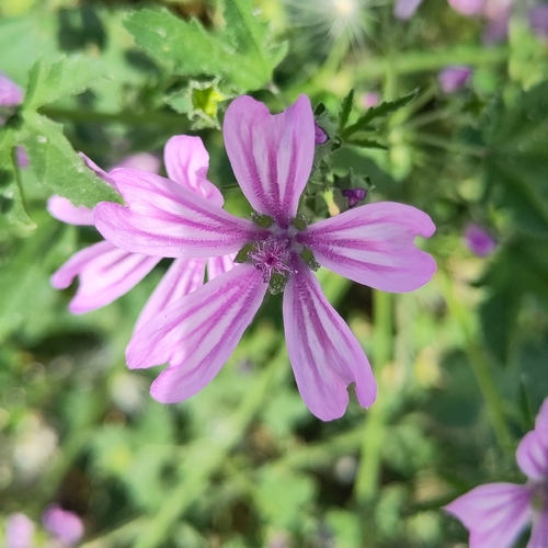 Common Mallow