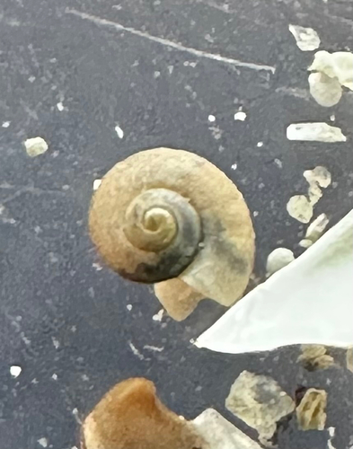 flat skenea