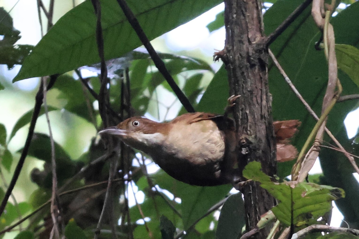 Pernambuco Foliage-gleaner (Automolus lammi), photo 2