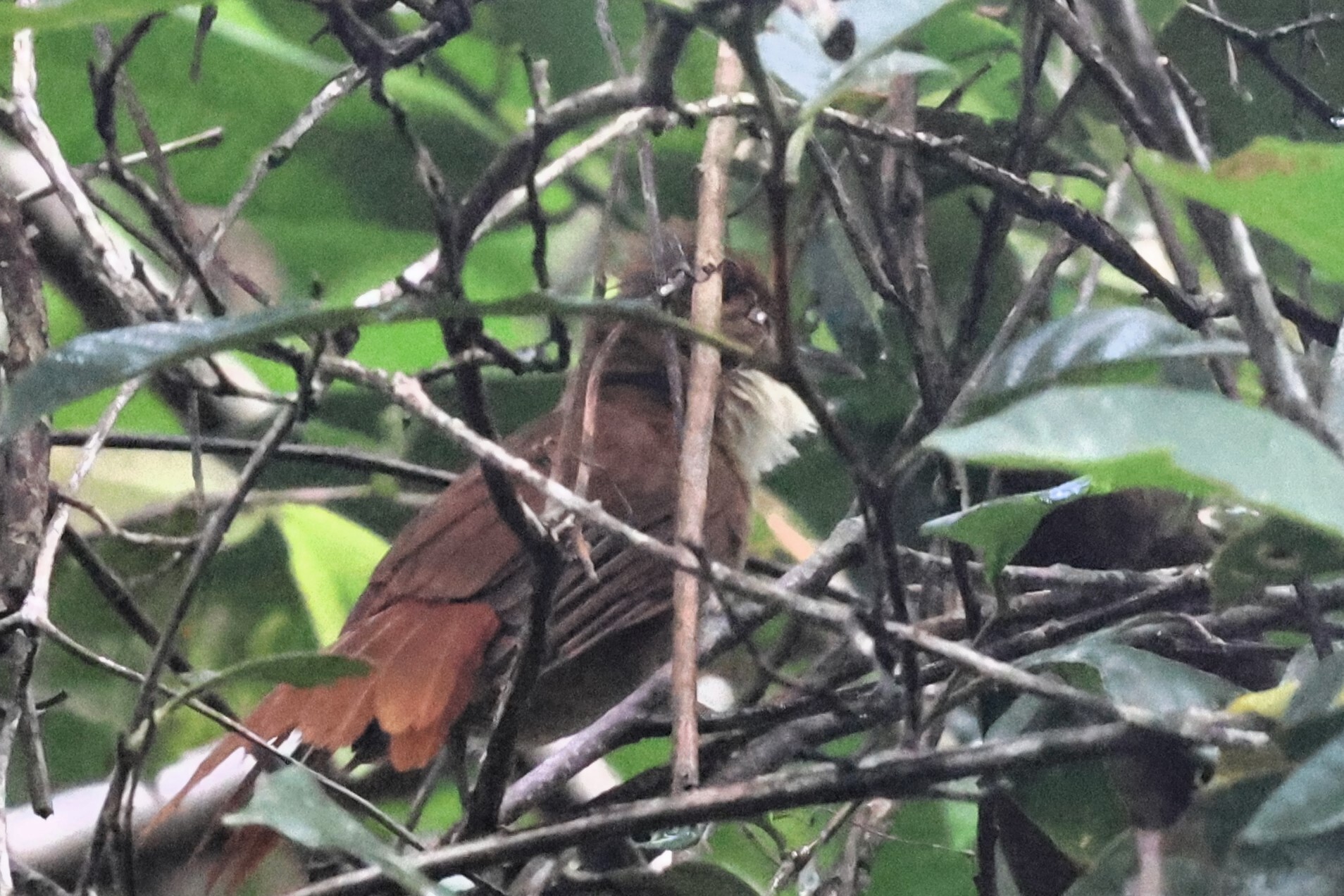 Pernambuco Foliage-gleaner (Automolus lammi), photo 3