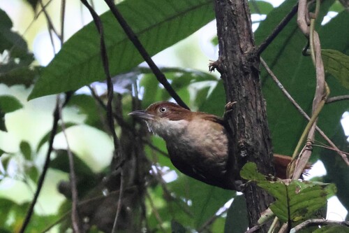 Pernambuco Foliage-gleaner (Automolus lammi), photo 10