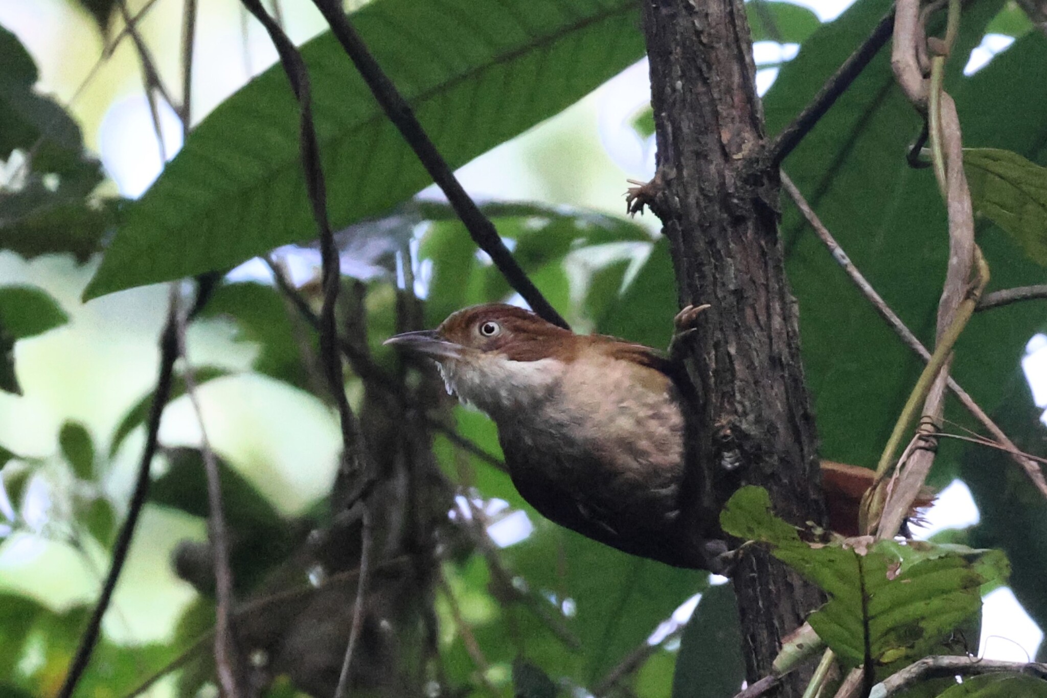 Pernambuco Foliage-gleaner (Automolus lammi), photo 1