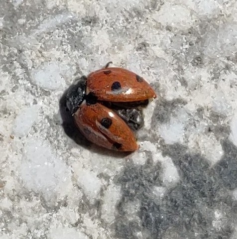 Seven-spotted Lady Beetle