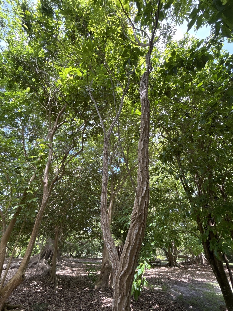 Ekmanianthe actinophylla