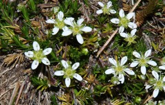Moehringia ciliata
