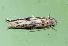 Erechthiinae