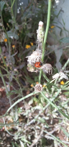 Seven-spotted Lady Beetle